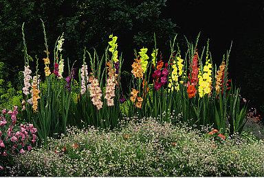 《星刃》夏季更新已推出 热辣比基尼多图展示